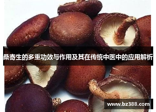 桑寄生的多重功效与作用及其在传统中医中的应用解析 桑寄生的多重功效与作用及其在传统中医中的应用解析