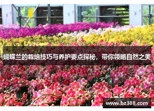 蝴蝶兰的栽培技巧与养护要点探秘,带你领略自然之美 蝴蝶兰的栽培技巧与养护要点探秘,带你领略自然之美